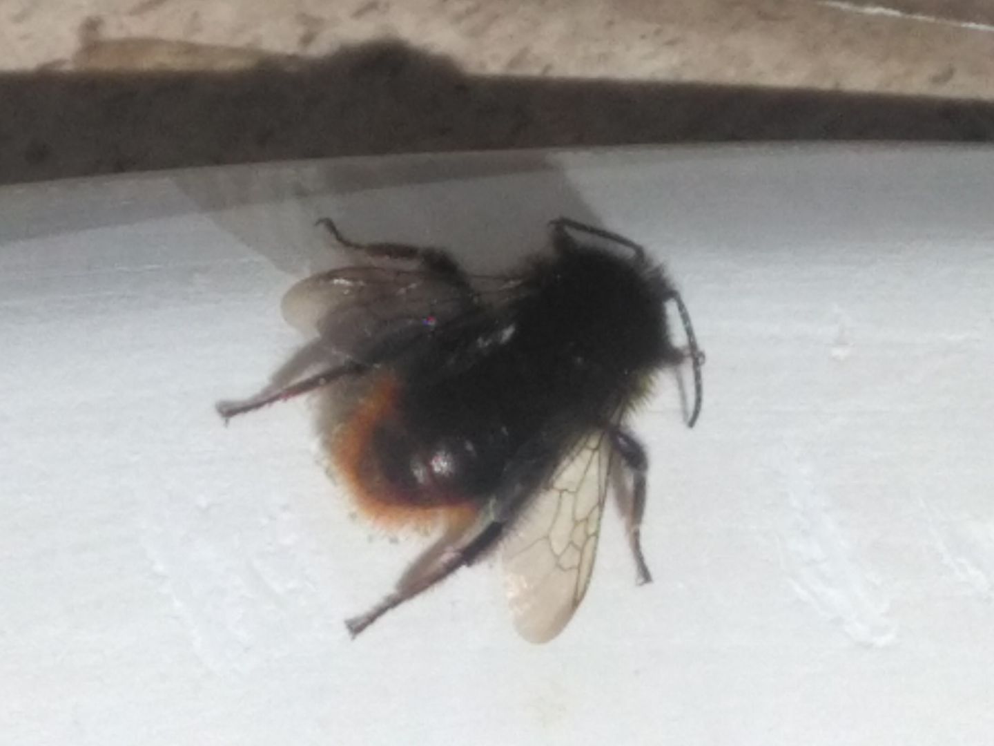 Da Identificare: Bombus sp.